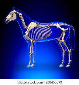 Horse Skeleton Anatomy - On Blue Background