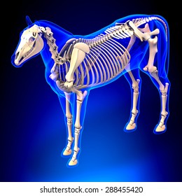 Horse Skeleton Anatomy - on blue background