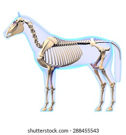 Horse Skeleton Side View Anatomy - isolated on white