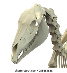 Horse Skull Cranium Anatomy - isolated on white