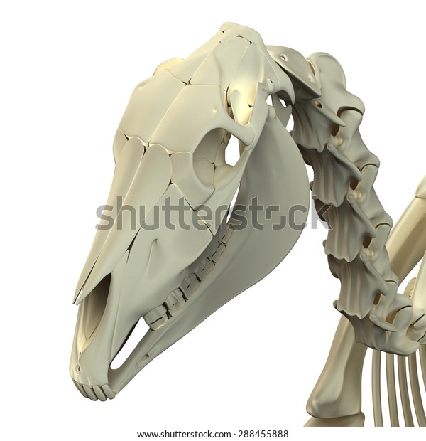 Horse Skull Cranium Anatomy Isolated On Stock Illustration 288455888 ...