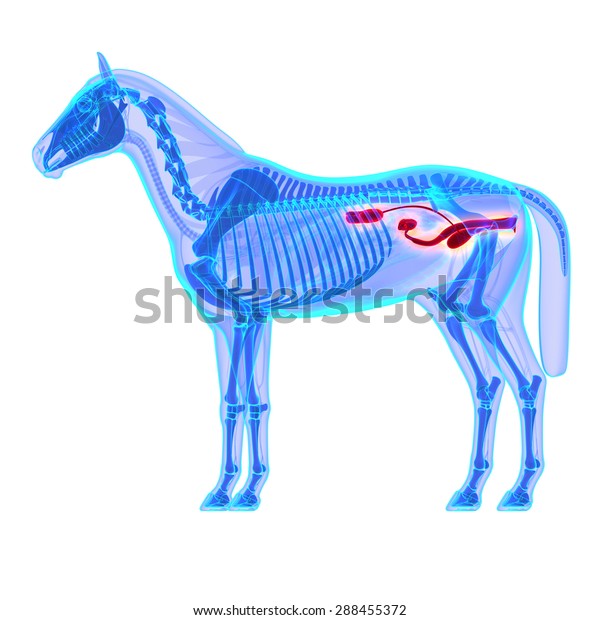 Horse Urinary\
System Anatomy - isolated on\
white