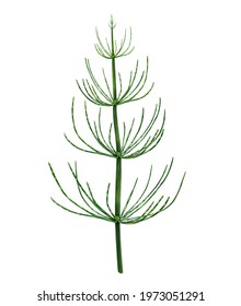 Horsetail (Equisetum), Realistic Drawing, Illustration For Plant Encyclopedia, Flora Of Paleozoic, Isolated Image On White Background