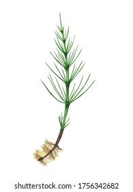 Horsetail Field Root Isolated On White Stock Illustration 1756342682 ...