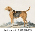 Hound Standing: profile, facing left, vintage dog illustration by Sydenham Teast Edwards. Vintage Hound Standing art drawing illustration, old Hound Standing painting art print.