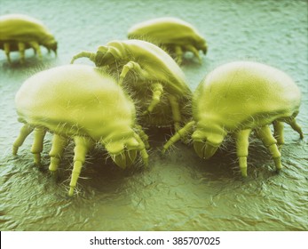 House Dust Mite