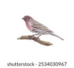 House Finch bird sitting on a branch isolated on white watercolor hand drawn illustration wildlife fauna ornithology colorful wing Hirundo rustica