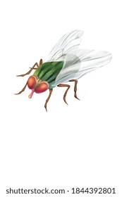 House Fly Cartoon Colour Image Illustration