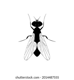 House Fly Icon Logo Symbol Illustration Silhouette Black And White