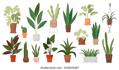 House plants grow in pots illustration set. Cartoon green houseplants growing in flowerpot or ceramic container, hanging in macrame of home garden, potted succulent cacti isolated on white - Shutterstock ID 2158194287
