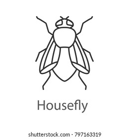 Housefly Linear Icon. Insect. Musca Domestica. Thin Line Illustration. Fly Insect. Contour Symbol. Raster Isolated Outline Drawing