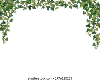 Houseplant Leaves Of Devil's Ivy, Bush With Hanging Branches Isolated On White Background,. Watecolor Floral Border.