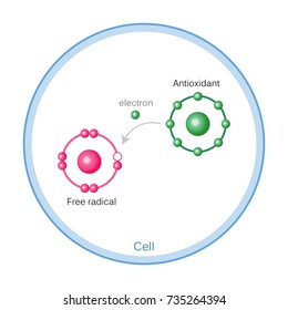 How Antioxidants Work On Free Radicals Damage. 