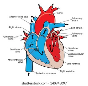 how does the human heart work