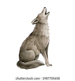 Howling Wolf Watercolor Illustration. Grey Wolf, Coyot Howl Animal Hand Drawn Image. Wildlife Forest Predator. Single Howl Lupus. Gray Furry Coyot Animal Sits