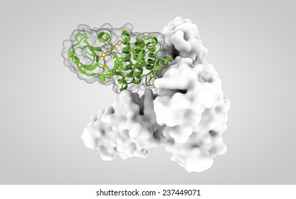 Human Abl Kinase Domain In Complex With Gleevec