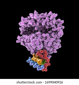 Human ACE2 Receptor, 3D Illustration. Angiotensin Converting Enzyme-Related Carboxypeptidase, A Membrane Protein Which Is Used By SARS-CoV-2 Virus To Enter The Human Cells