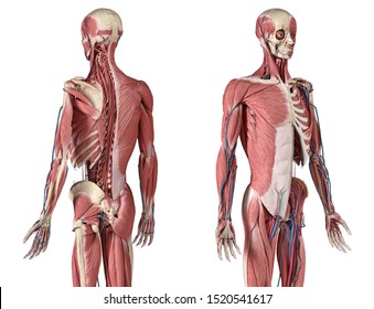Human Anatomy 3/4 body skeletal, muscular and cardiovascular systems. With under layers muscles. Back and front perspective views, on white background. 3d Illustration