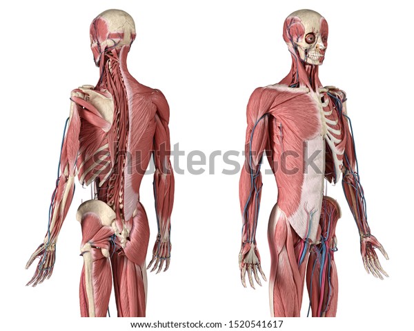 Human Anatomy 34 Body Skeletal Muscular Stock Illustration 1520541617