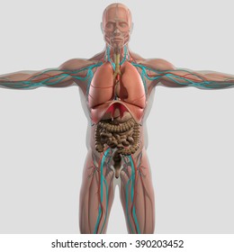 Human Anatomy 3D Futuristic Scan Technology With Xray-like View Of Human Body. Male Torso Front Showing Intestines.On Light Background.