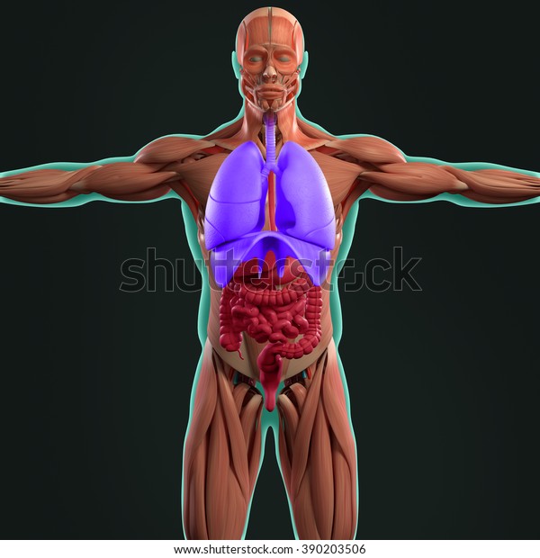 Human Anatomy 3d Futuristic Scan Technology Stock Illustration 390203506