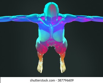 Human anatomy 3D futuristic technology scan. Femail top view of head and torso. Vibrant colors. Biological information. Sci-fi.