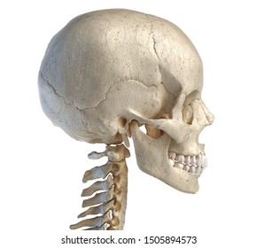 2 Skull Sid Images, Stock Photos & Vectors | Shutterstock