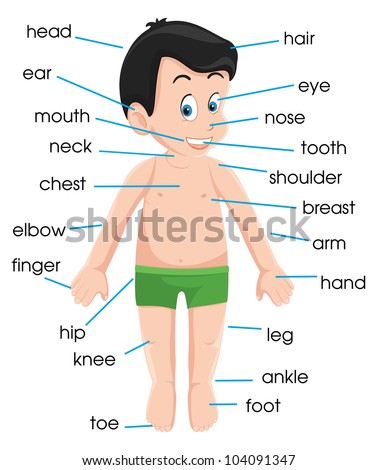 Human Anatomy Stock Illustration 104091347 - Shutterstock