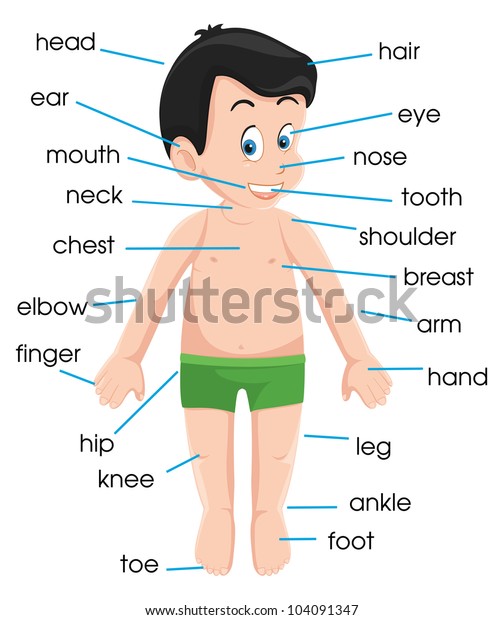 Human Anatomy Stock Illustration 104091347