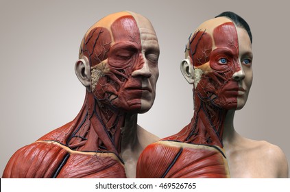 Human Anatomy Background , Male And Female , Muscle Anatomy Of The Face Neck Chest And Shoulder ,realistic 3D Rendering