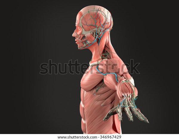 Human Anatomy Body Side View Muscular Stock Illustration 346967429