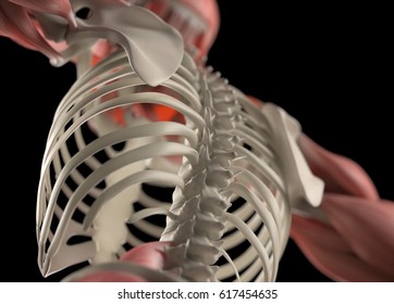 Human Anatomy Body Spine Ribcage Torso Stock Illustration 617454635 ...