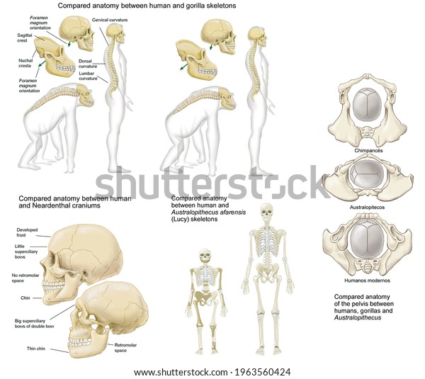 Human anatomy. The bones. Elements of anatomy compared between the