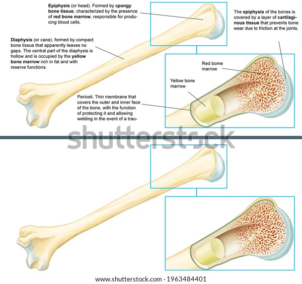 Human Anatomy Bones Structure Ultrastructure Long Stock Illustration ...