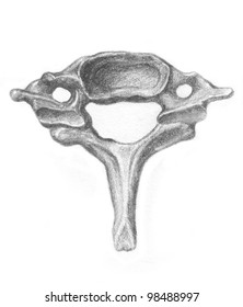 Human Anatomy Cervical Vertebra Stock Illustration 93127312 | Shutterstock