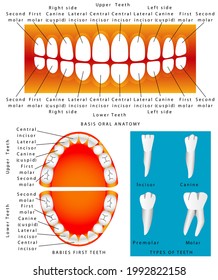 Human - Anatomy Of Children Teeth. Baby Teething Chart, Dental Titles. Illustration For Children Dentistry And Orthodontics, For Basic Medical Education, For Clinics  Schools