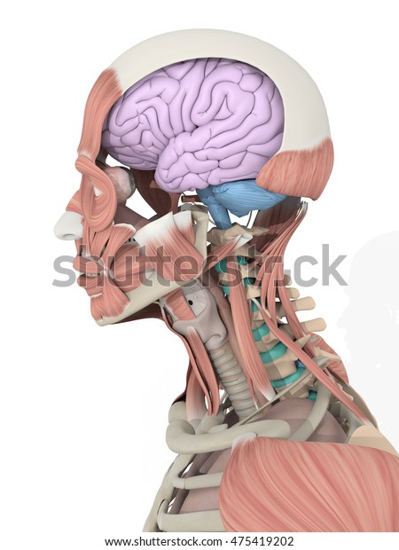 Human Anatomy Detail Brain Inside Head Stock Illustration 475419202
