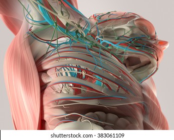 Human anatomy detail of chest and shoulder. Bone structure, muscle, arteries. On plain studio background. Professional lighting.