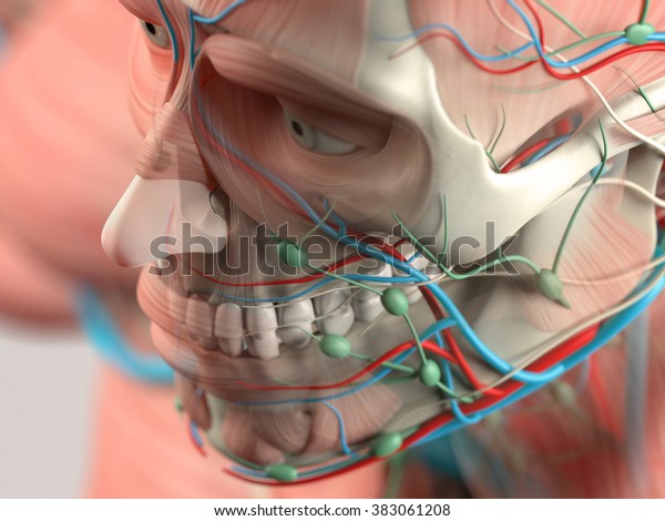 Human Anatomy Detail Facecheek Bone Bone Stock Illustration 383061208