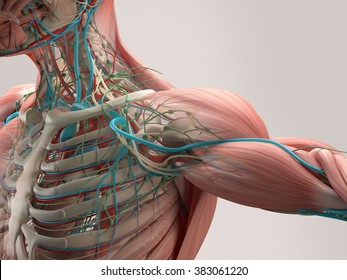Human anatomy detail shoulder  Muscle  bone structure  arteries  On plain studio background  Professional lighting 
