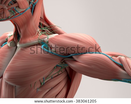 Human anatomy detail of shoulder. Muscle, arteries on plain studio background. Professional lighting. ストックフォト © 