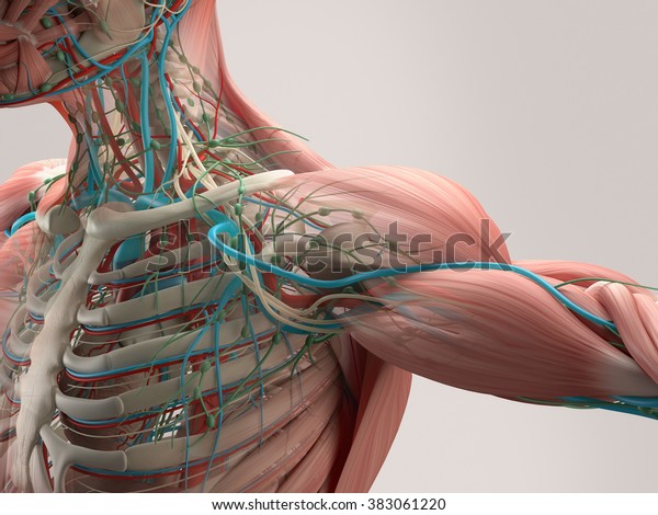 Human\
anatomy detail of shoulder. Muscle, bone structure, arteries. On\
plain studio background. Professional\
lighting.