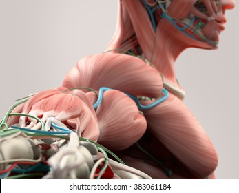 Human Anatomy Detail Of Shoulder,arm And Neck. Bone Structure, Muscle, Arteries. 