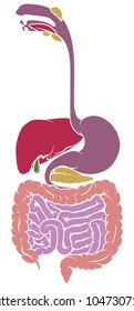 A Human Anatomy Diagram Of The Gut Gastrointestinal Tract Digestive System 