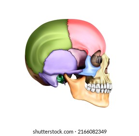 707 Cross section skull Images, Stock Photos & Vectors | Shutterstock