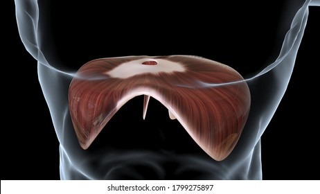 human Anatomy Diaphragm Stomach The diaphragm is the main muscle of respiration, and it separates the thorax from the abdomen and pelvis.3D