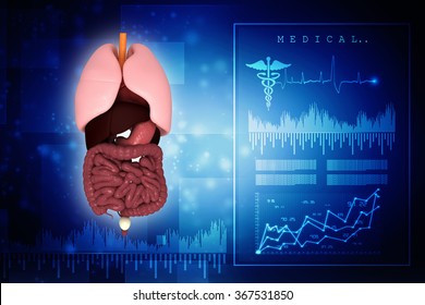 Human Anatomy Digestive System Cutaway Stock Illustration 367528706 ...