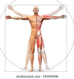 Human Anatomy Displayed As The Vitruvian Man By Leonardo Da Vinci