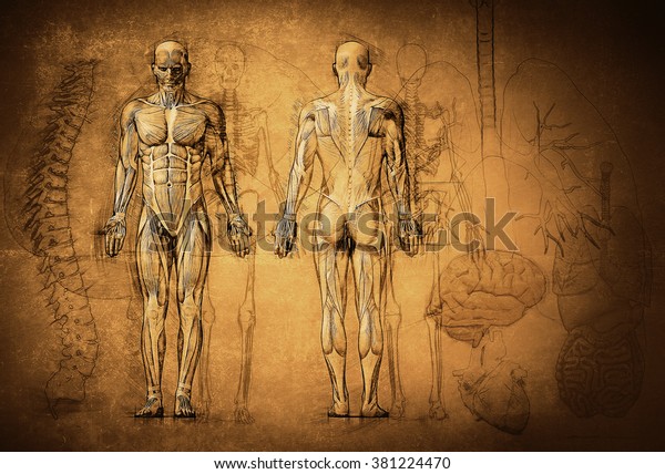 Insan Anatomisi Cizim Eski Tuval Stok Illustrasyon 381224470