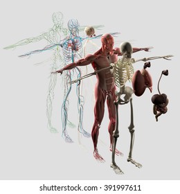 Human Anatomy Exploded View,  Diagram. Separate Body Systems Muscle, Bone, Organs, Nervous System, Lymphatic System, Vascular System.